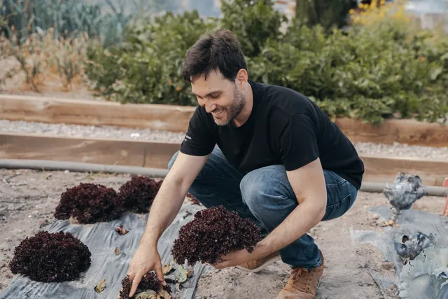 El cocinero recoge lechugas rojas en la huerta