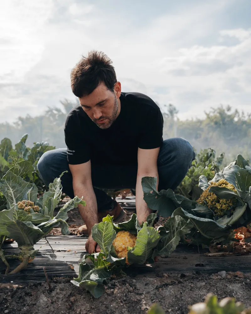 El cocinero, agachado en la huerta, coge una coliflor entre las hojas