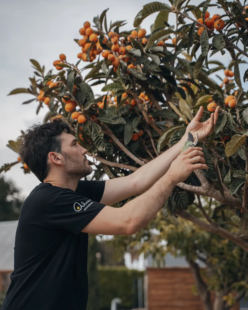 El cocinero coge nísperos del árbol