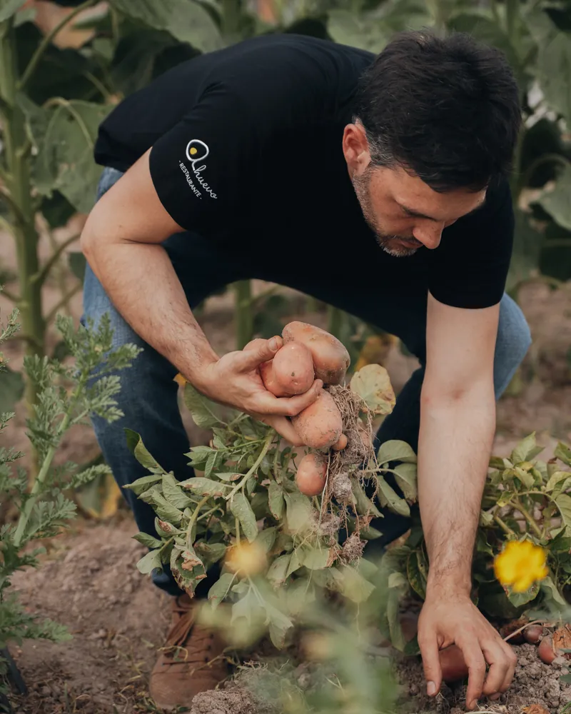 El cocinero saca patatas de la tierra